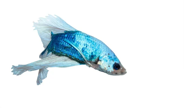 Modrobílá Siamská Bojová Ryba Betta Splendens Izolovaná Bílém Pozadí — Stock fotografie