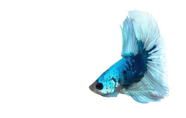 Blauweißer Siamesischer Kampffisch Betta Splendens Isoliert Auf Weißem Hintergrund — Stockfoto