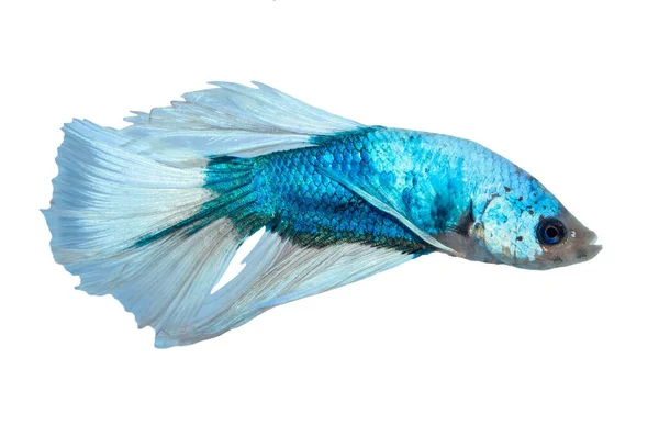Blauweißer Siamesischer Kampffisch Betta Splendens Isoliert Auf Weißem Hintergrund — Stockfoto