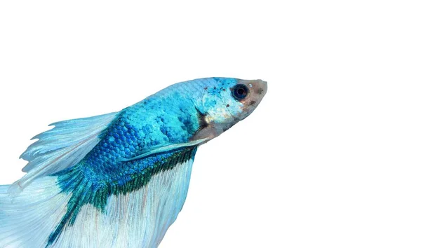 Peixe Combate Siamês Branco Azul Betta Splendens Isolado Sobre Fundo — Fotografia de Stock