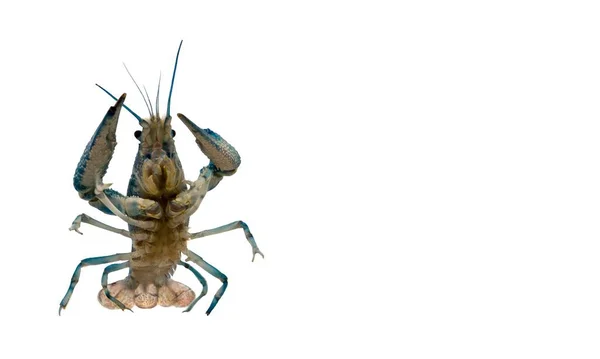 Akcja Portret Zwierzaka Niebieski Rak Procambarus Clarkii Jest Gatunkiem Kambaridowych — Zdjęcie stockowe
