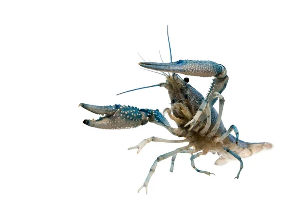 ペットの行動の肖像青いザリガニ Procambarus Clarkii 白地に隔離されたカンボジア淡水ザリガニの一種である — ストック写真