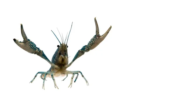 Retrato Acción Una Mascota Cangrejo Azul Procambarus Clarkii Una Especie —  Fotos de Stock