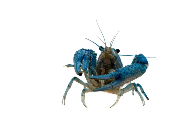 Mavi Kerevit Procambarus Clarkii Kedigiller Felidae Familyasından Bir Kerevit Türü — Stok fotoğraf