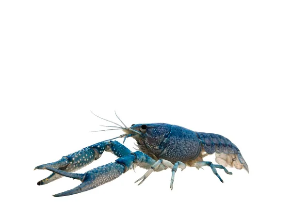 Action Portrait Pet Blue Crayfish Procambarus Clarkii Uma Espécie Crustáceo — Fotografia de Stock