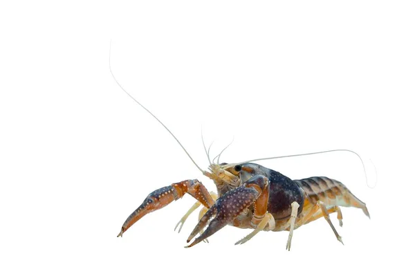 Hayalet Kerevit Procambarus Clarkii Beyaz Arka Planda Izole Edilmiş Bir — Stok fotoğraf
