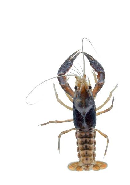 Top View Action Portrait Pet Ghost Crayfish Procambarus Clarkii Gatunek — Zdjęcie stockowe