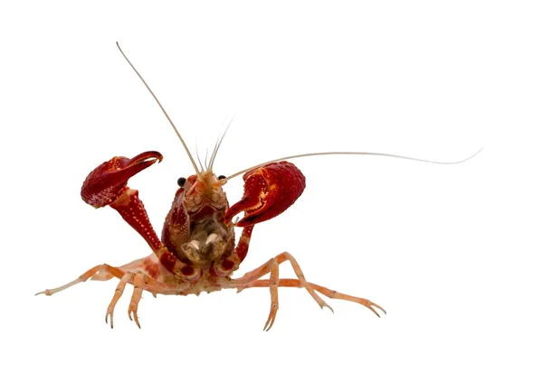 Action Portrait Pet Red Crayfish Procambarus Clarkii Species Cambarid Freshwater — Stock Photo, Image