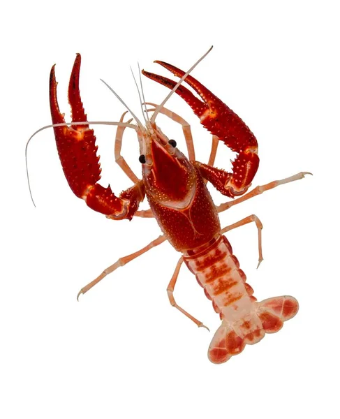 Kırmızı Kerevit Procambarus Clarkii Beyaz Arka Planda Izole Edilmiş Bir — Stok fotoğraf