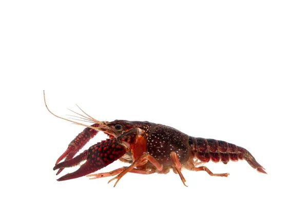 Portret Akcyjny Zwierzaka Ciemnoczerwone Raki Procambarus Clarkii Gatunek Słodkowodnego Raka — Zdjęcie stockowe