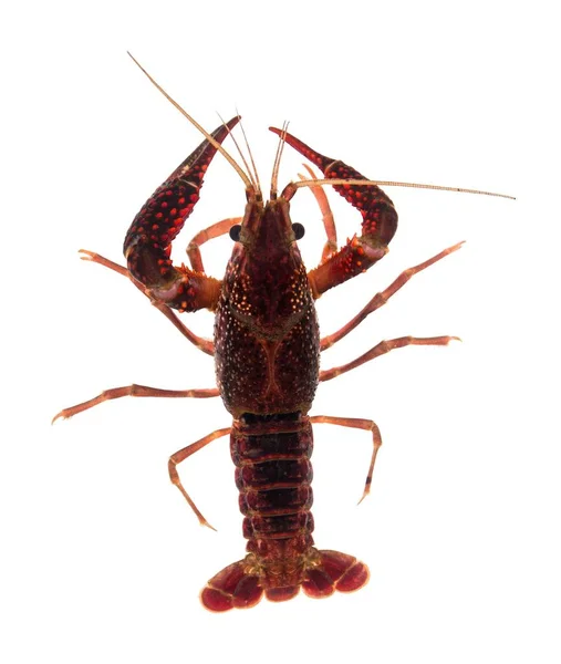 Topview Action Portrait Pet Dark Red Crayfish Procambarus Clarkii Een — Stockfoto