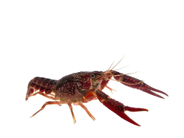 Action Portrait Pet Dark Red Crayfish Procambarus Clarkii Uma Espécie — Fotografia de Stock