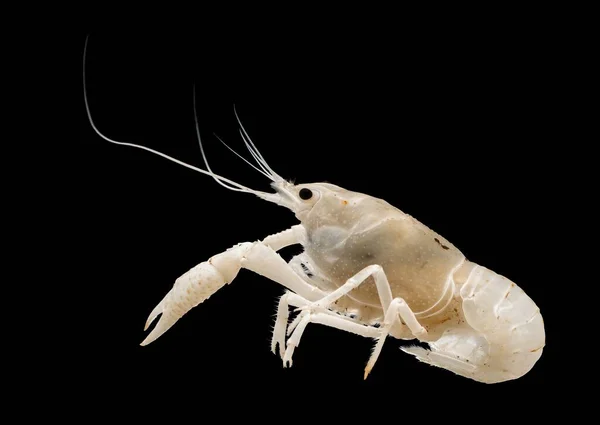 Akcja Portret Zwierzaka Białego Raka Procambarus Clarkii Jest Gatunkiem Kambaridowych — Zdjęcie stockowe
