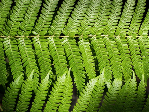 Primer Plano Las Hojas Verdes Planta Textura Patrón Fondo Para — Foto de Stock