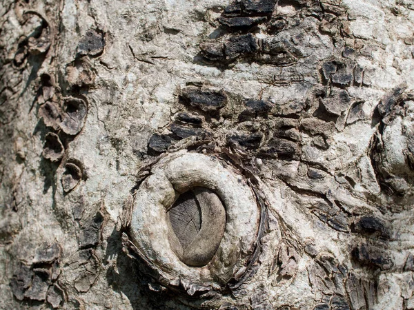 Nahaufnahme Eines Baumstammes Mit Oberfläche Knorrig Baumrinde Mit Schönem Muster — Stockfoto