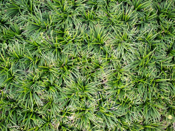 stock image Closeup the image on the top view of the green grass texture, Background pattern for decorative design.