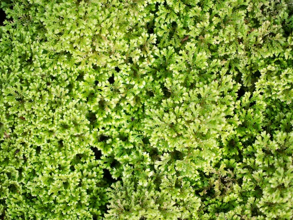Folhas Verdes Planta Cobrindo Chão Padrão Fundo Para Design Decorativo — Fotografia de Stock