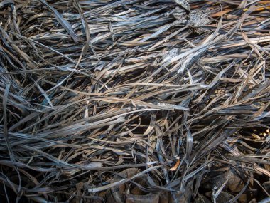 Dekoratif tasarım için arkaplan deseni, kuru saman yanmış.