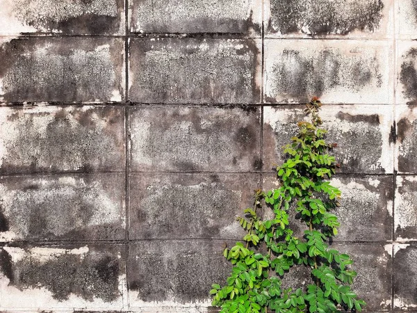 Green Creepers Planta Antigo Padrão Fundo Parede Concreto Para Design — Fotografia de Stock