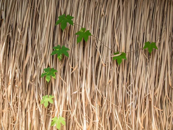 Planta Hera Rastejando Nas Folhas Secas Parede Grama Casulo Padrão — Fotografia de Stock