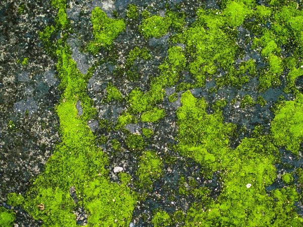 stock image Green Moss on Dirty Concrete, Background pattern for decorative design.