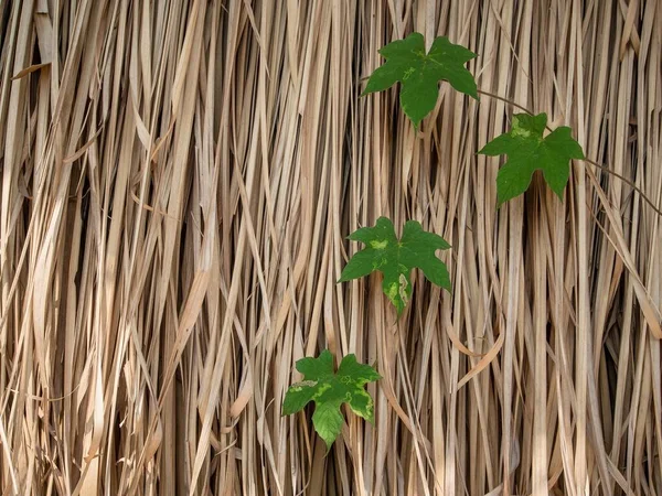 Planta Hera Rastejando Nas Folhas Secas Parede Grama Casulo Padrão — Fotografia de Stock