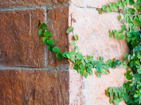 Green Creeper Plant Parede Padrão Fundo Para Design Decorativo — Fotografia de Stock