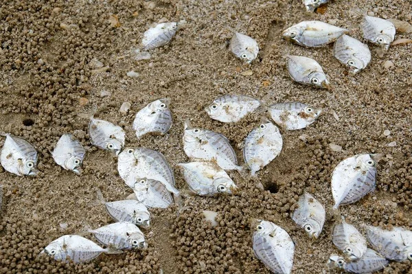 Many sea fish die on sand beach.