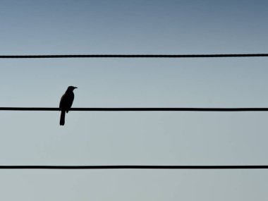 Gökyüzündeki elektrik hatları üzerinde kuşun silueti, metin ve dekoratif tasarım için arka plan uzayı.