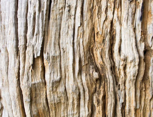 Nahaufnahme Detail Der Strukturierten Rinde Altes Holz Rissig Schöne Abstrakte — Stockfoto