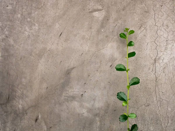 Groene Klimplant Klimmen Oude Betonnen Muur Prachtige Natuurlijke Achtergrond Patroon — Stockfoto