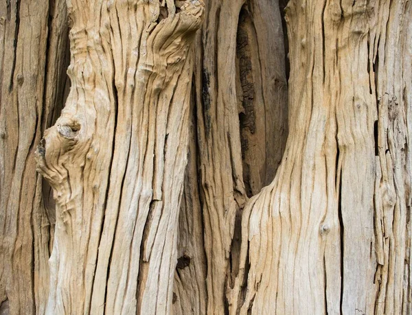 Närbild Detalj Texturerad Bark Gammalt Trä Sprucken Vacker Abstrakt Naturlig — Stockfoto