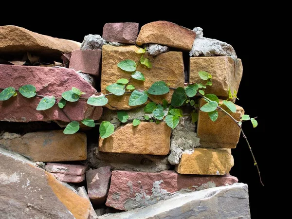 Green Creeper Plant Parede Pedra Isolado Fundo Preto Espaço Textura — Fotografia de Stock