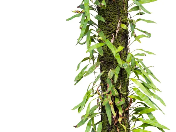 Árvores Com Musgo Verde Envolto Coberto Com Hera Isolado Fundo — Fotografia de Stock
