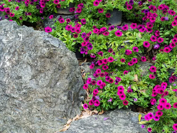 Magenta Petunias Цветы Скале Парке Фон Природы Декоративного Дизайна — стоковое фото