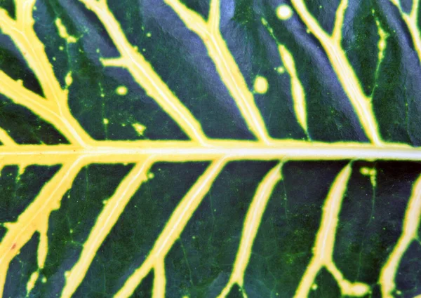 Closeup Padrão Abstrato Várias Folhas Verdes Fundo Para Design Decorativo — Fotografia de Stock