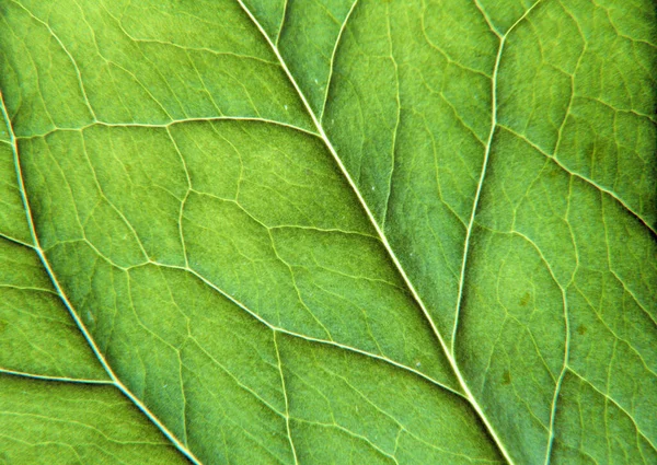 Dekoratif Tasarım Için Yeşil Yaprak Şablonu Arkaplanı — Stok fotoğraf