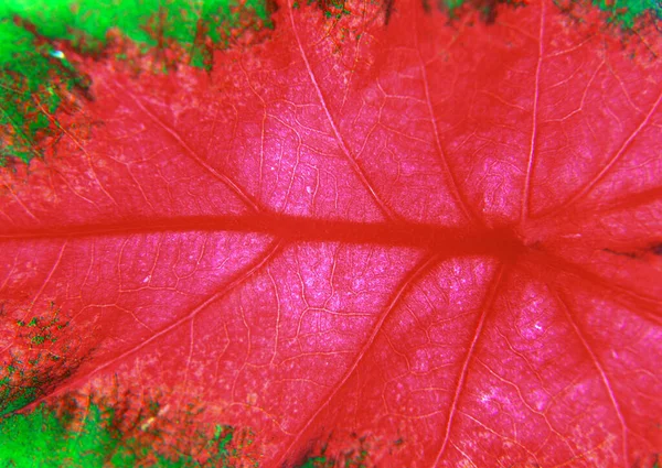 Σχέδια Closeup Διαφορετικούς Τύπους Κόκκινων Και Πράσινων Φύλλων Αφηρημένο Φόντο — Φωτογραφία Αρχείου