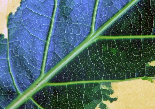 Крупный План Абстрактный Рисунок Различных Зеленых Листьях Фона Декоративного Дизайна — стоковое фото
