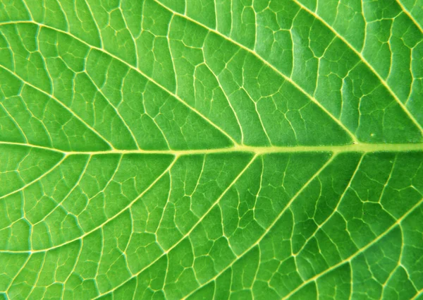Lähikuva Green Leaf Kuvio Tausta Koriste Suunnittelu — kuvapankkivalokuva