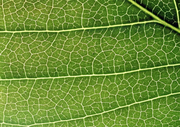 Крупный План Различных Видах Зеленых Листьев Абстрактный Фон Декоративного Дизайна — стоковое фото