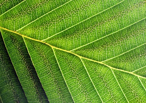 Nahaufnahmen Muster Auf Verschiedenen Arten Von Grünen Blättern Abstrakten Hintergrund — Stockfoto
