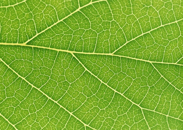Closeup Green Leaf Pattern Background Decorative Design — Stock Photo, Image