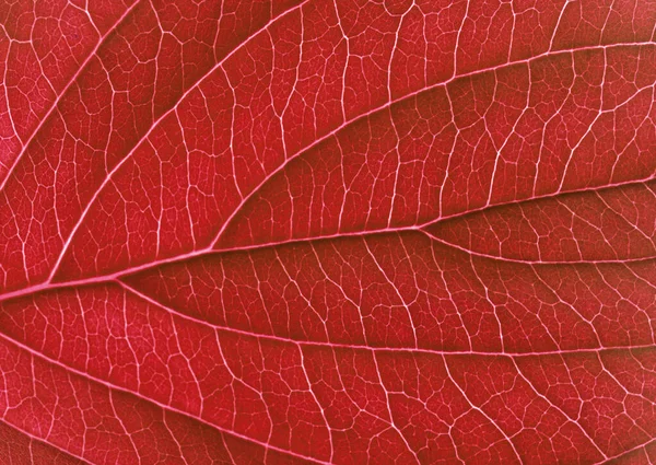 Closeup Patterns Different Types Red Leaves Abstract Background Decorative Design — Stock Photo, Image