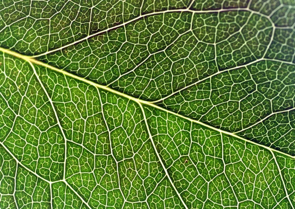 Wzory Zbliżeniowe Różnych Rodzajach Zielonych Liści Abstrakcyjne Tło Dla Dekoracyjnego — Zdjęcie stockowe