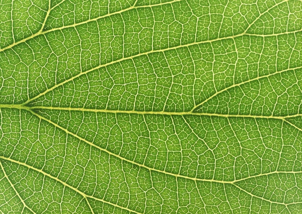 Closeup Green Leaf Pattern Background Decorative Design — Stock Photo, Image
