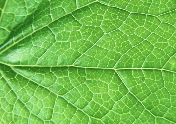 装飾的なデザインのための緑の葉のパターンの背景を閉じる — ストック写真