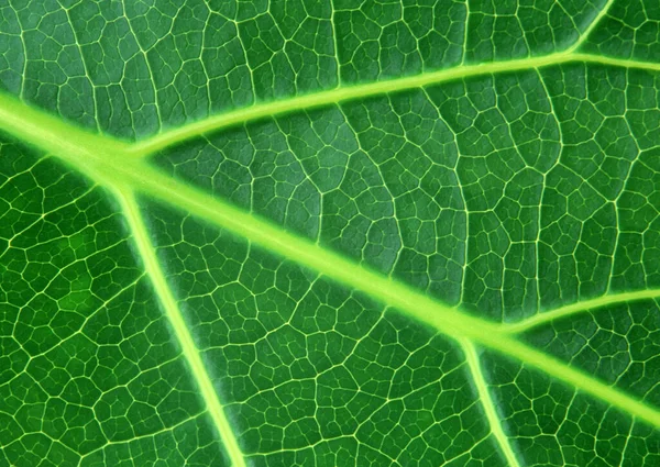 Close Green Leaf Patroon Achtergrond Voor Decoratief Ontwerp — Stockfoto
