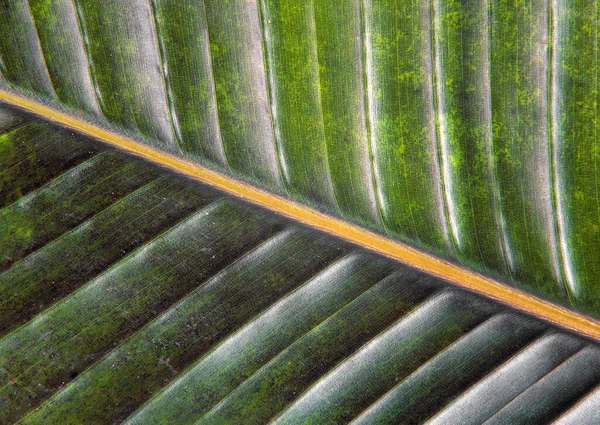 装飾的なデザインのための緑の葉抽象的な背景の異なるタイプの閉鎖パターン — ストック写真