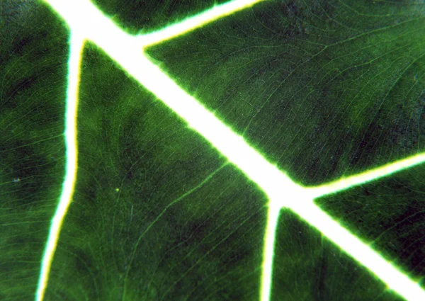 Nahaufnahmen Muster Auf Verschiedenen Arten Von Grünen Blättern Abstrakten Hintergrund — Stockfoto